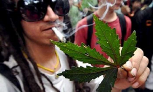 марихуану легализовали в вашингтоне